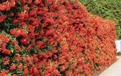 The Seven Fastest  Head-High Hedge Plants