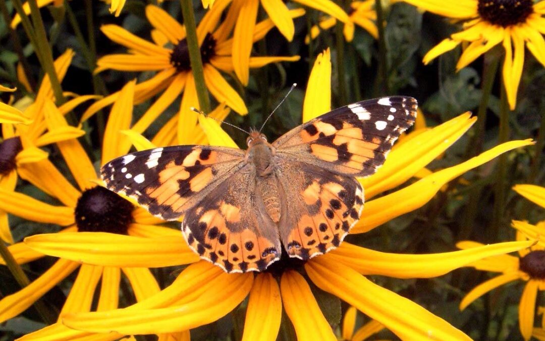 The Plants You Need for Irresistible Butterfly Gardens 
