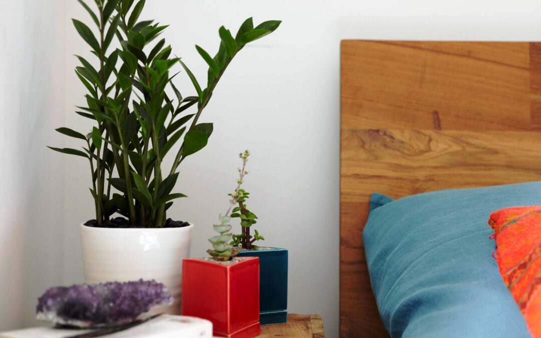 Top 10 Houseplants for a Healthy Indoors