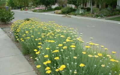 Summertime Blooms