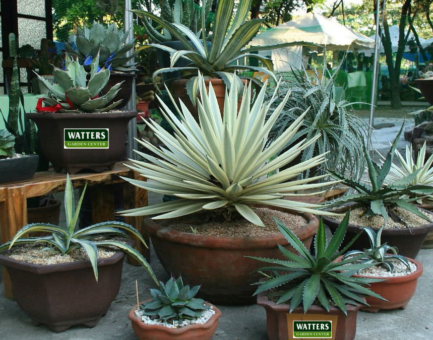 Thriller Plants Perfect for BIG Pots