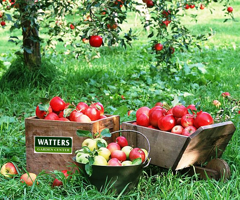 Are Fruit Trees a Good Investment?