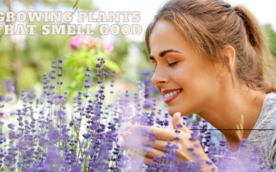 Plant Aromatherapy
