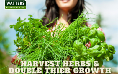 Harvest Herbs and Double their Garden Growth