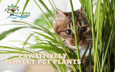 Pawsitively Perfect Pet Plants