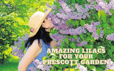 10 lilacs to lake your Prescott garden smell amazing!